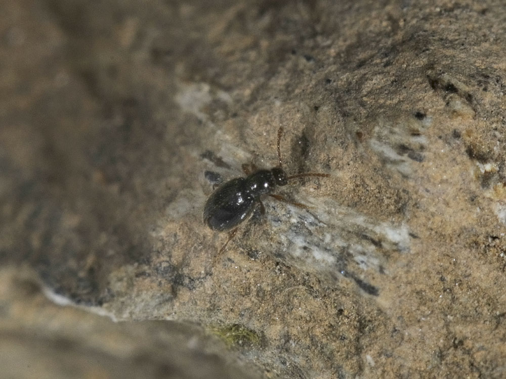 Scydmaenidae